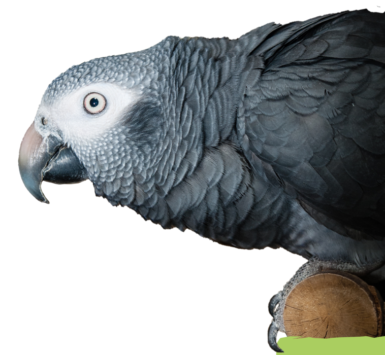 Graupapgei
