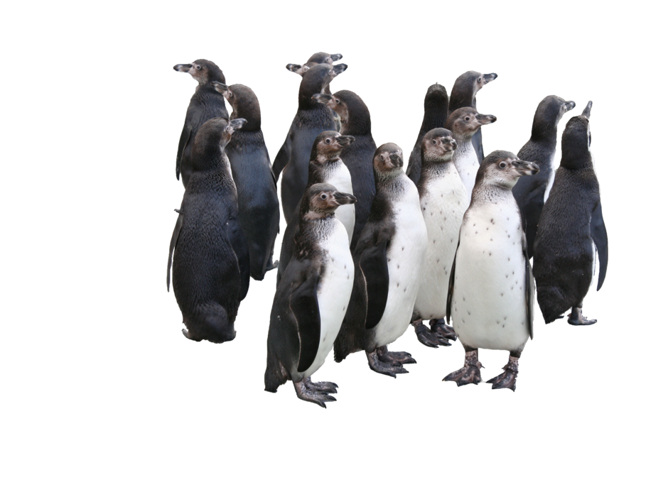 Pinguine_Freisteller