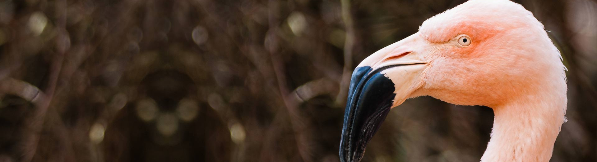 Zoo-Header-Bildwelt_Flamingo