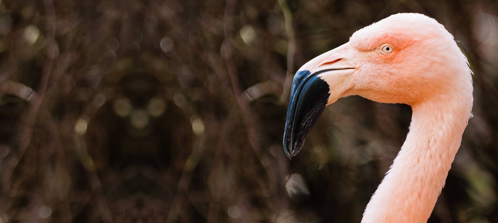 Zoo-Header-Bildwelt_Flamingo