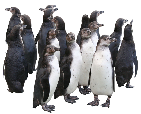 Pinguine_Freisteller_passend